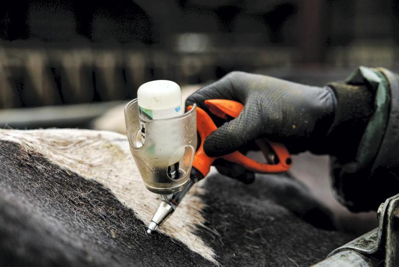 3,000 herds vaccinated for bluetongue