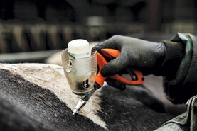 3,000 herds vaccinated for bluetongue