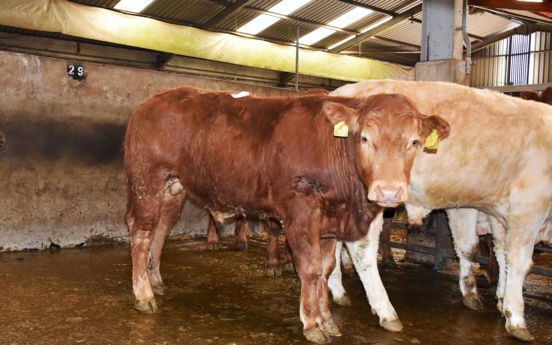 Weanlings holding firm at Dungannon Mart