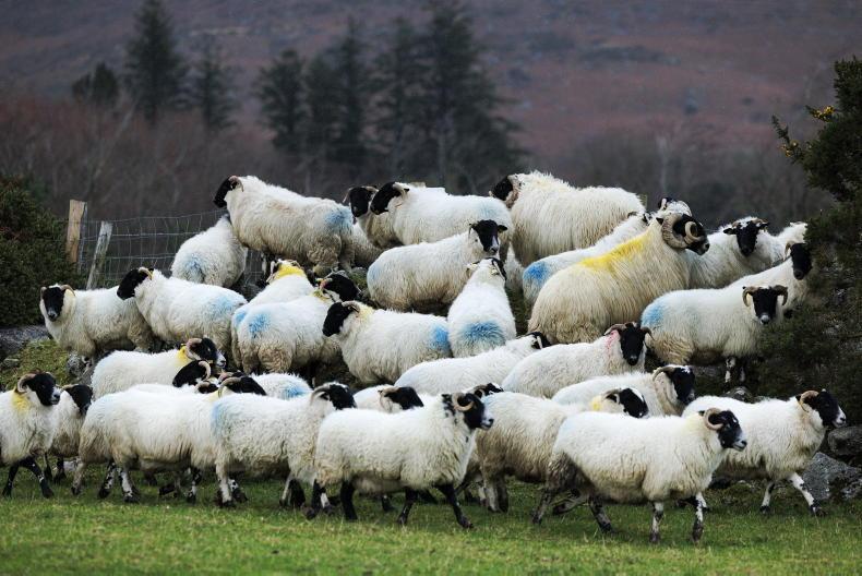 Breeding ewe increase defies all expectations