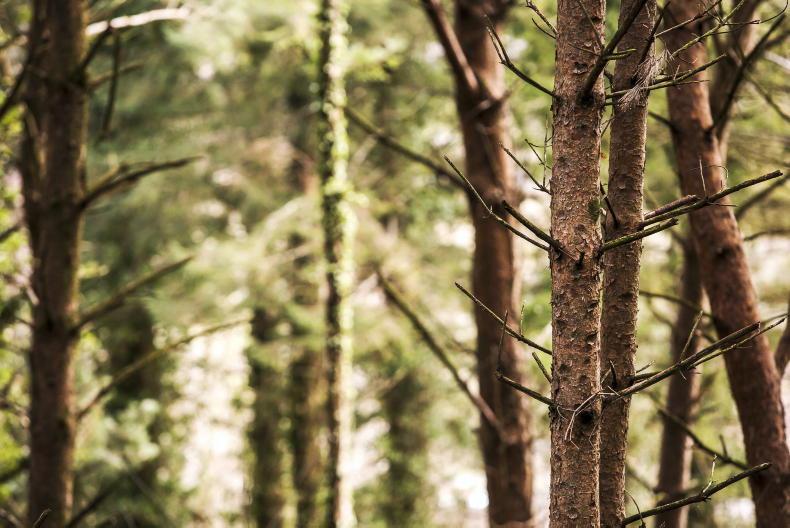 Landowner fined €3,900 for felling trees in Galway SAC 