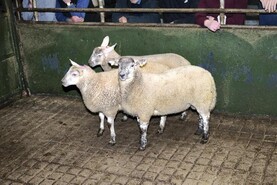 Camera at the Mart: lambs sell to €224 in Raphoe Mart