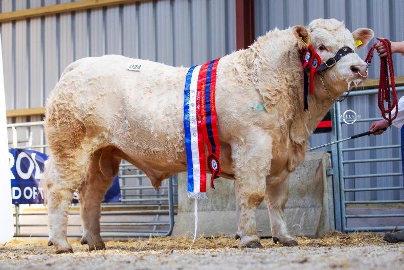 Fury Aero takes champion and top-price in Swatragh