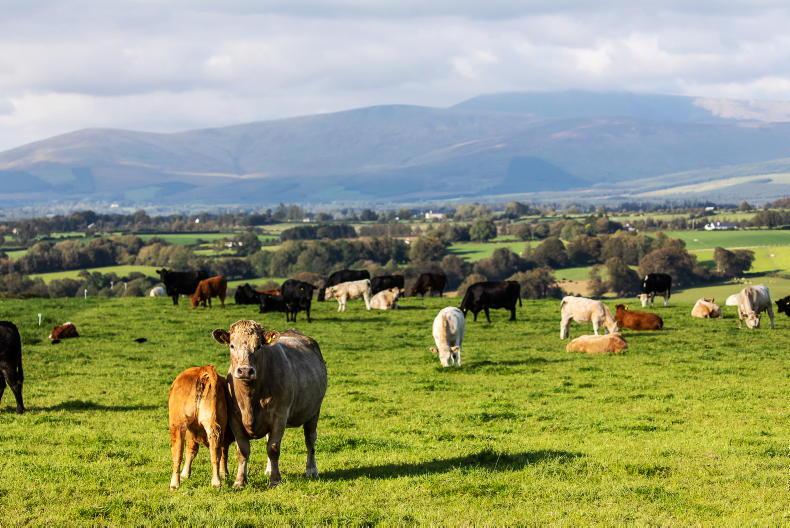 Reaping the rewards of buoyant beef prices
