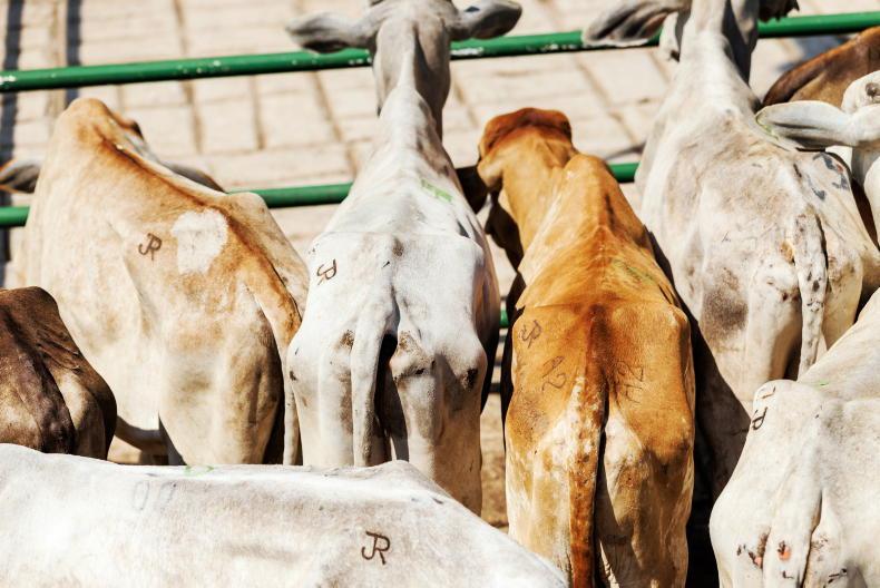 Brussels hopes 'boots on the ground' can stop Brazilian hormone beef imports