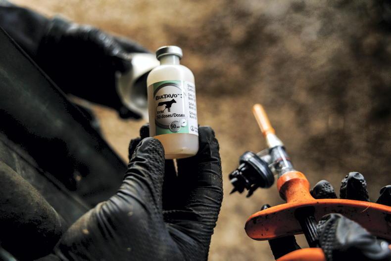 Warning over bluetongue risk as temperatures rise