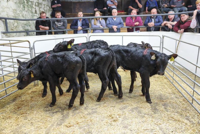 Calf price update: beef calf price moves up as supply falls