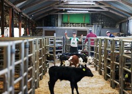 Falling supply sees calf prices increase