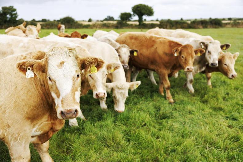 Global beef supplies to remain tight