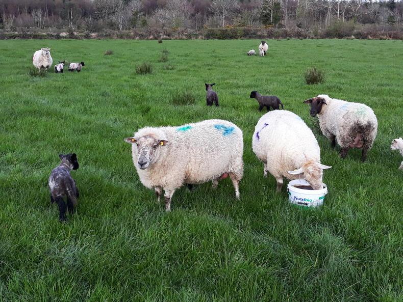 Sheep management: grass tetany, nematodirus and weighing accuracy