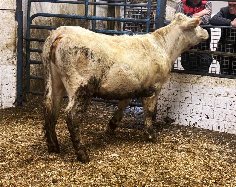 MartBids Analysis: cautious purchasing from farmers