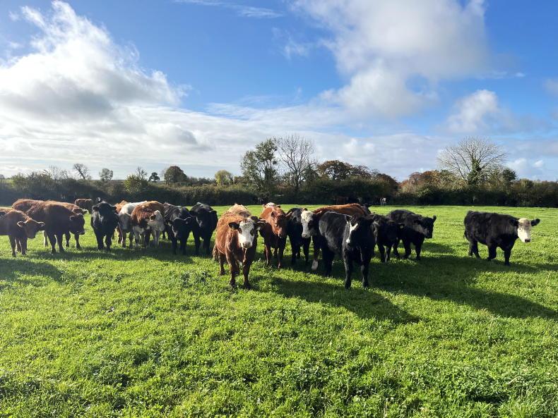 Beef Trends: beef numbers continue to tighten