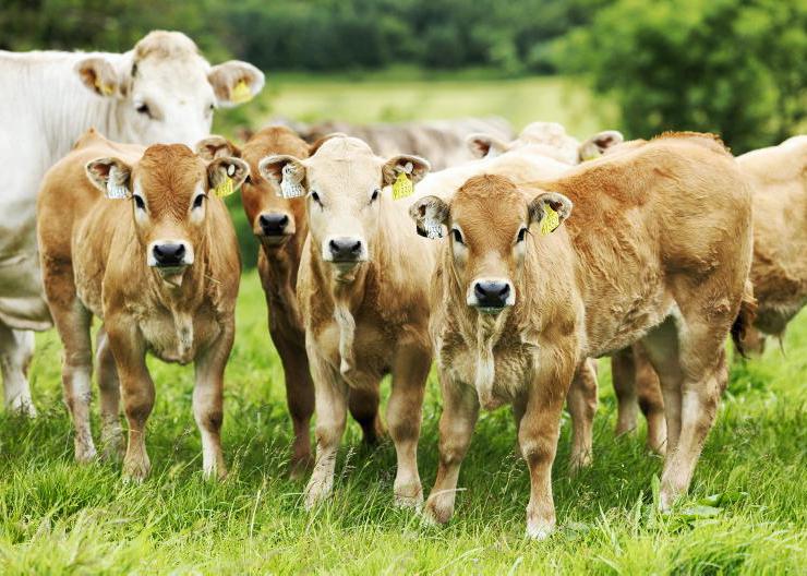 Possible CAP delay boosts trading of entitlements