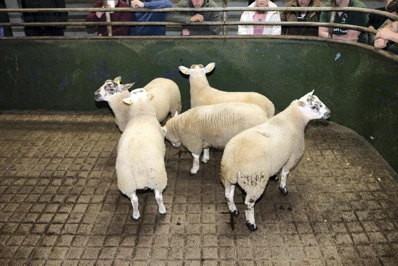 Sheep mart prices: hogget entries falling, lambs slow to build