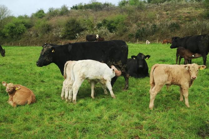 Editorial: suckler cow numbers
