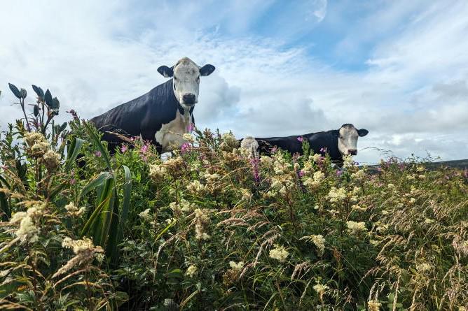 New schemes needed to pay farmers for nature restoration – report