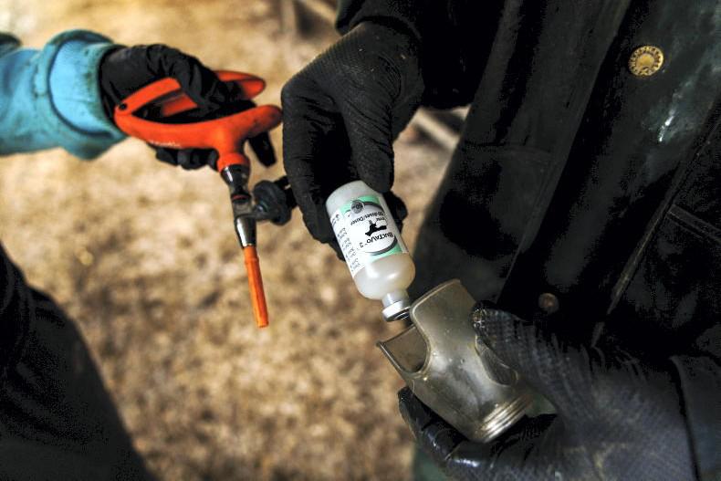 Bluetongue case confirmed in Cork