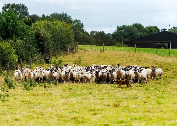 Proposal could put organic focus on conventional farms