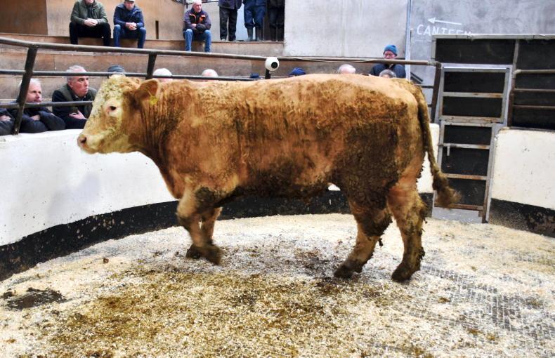 Beef finishers take big hit as prices slashed