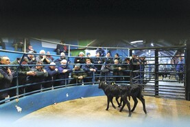 Cut to VAT rate discriminating against marts – ICOS