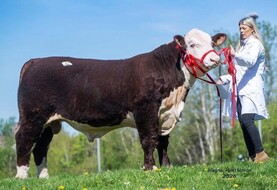 Irish Hereford genetics make waves in the UK