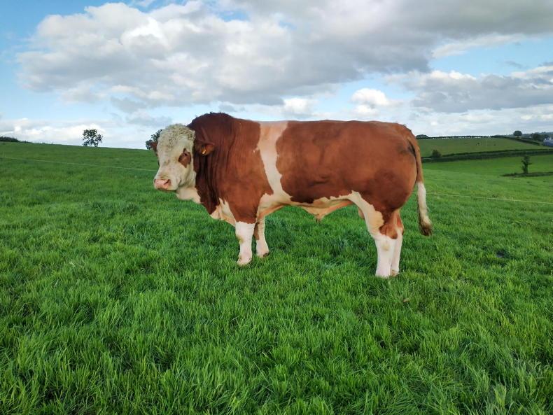 Beef management: reseeding, liming and breeding bulls