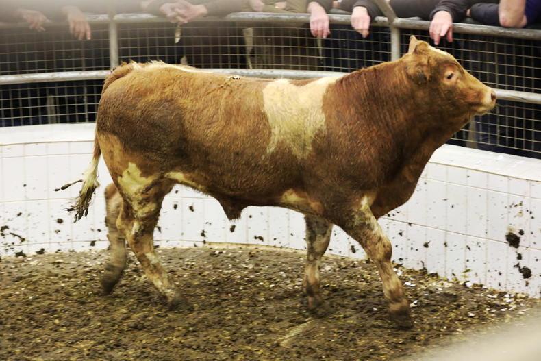 Camera at the Mart: full clearance for over 1,100 cattle in Skibbereen Mart