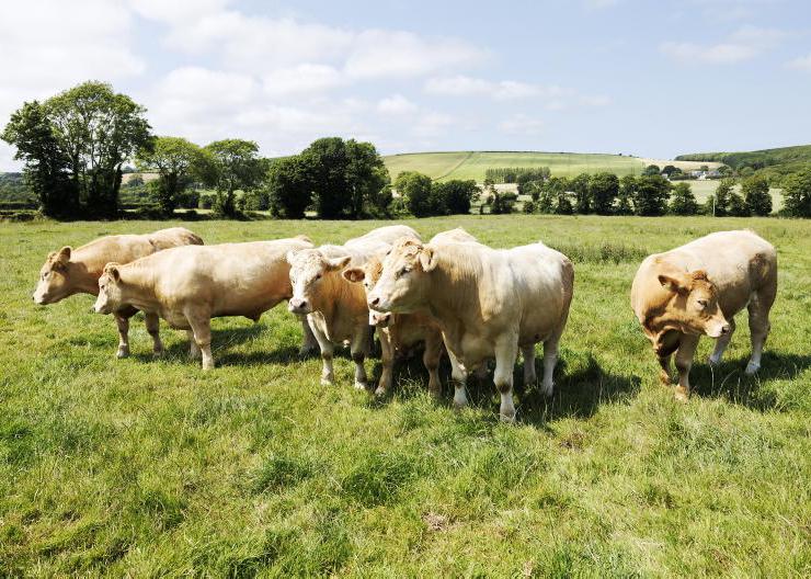 Why selling store cattle or finishing them was the best option in 2025