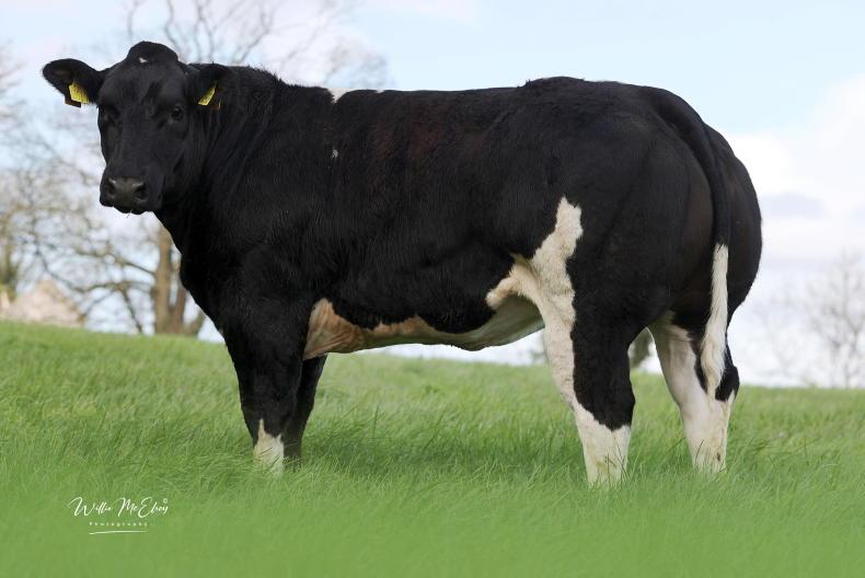 Halfway British Blue herd to go for auction