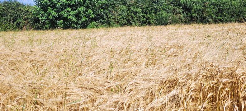 Optimise wild oat control in spring barley with Axial Pro 