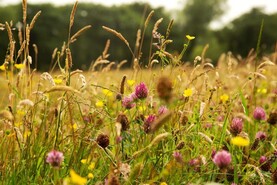 Concerns about Nature Restoration Plan persist - INHFA
