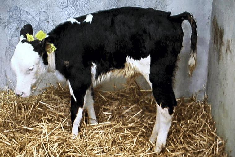 Vet’s Corner: Coccidiosis in calves