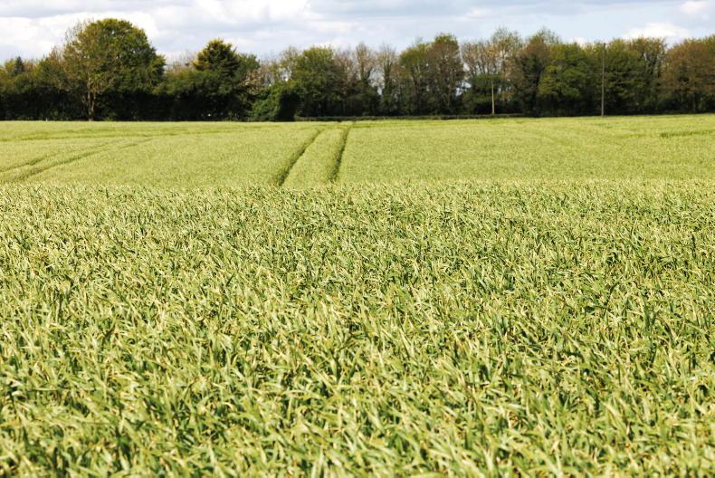 Winter crops a pleasure to walk this season - agronomist