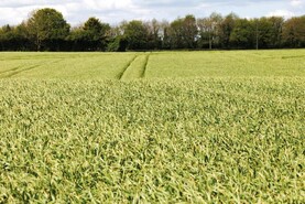 Winter crops a pleasure to walk this season - agronomist