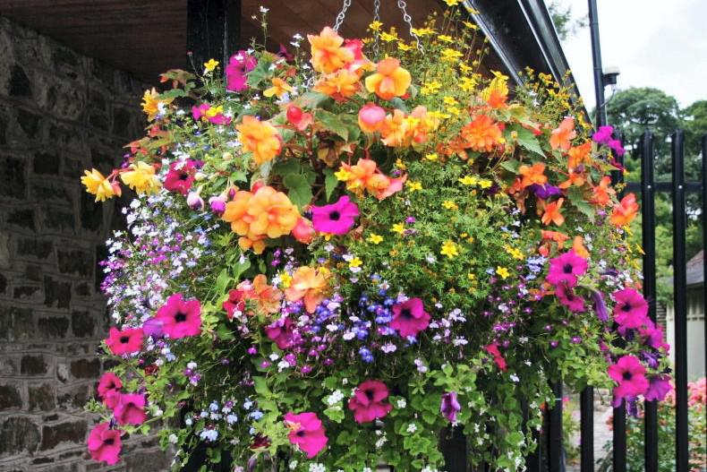Gardening with Mary: hanging tough but looking good, with basket planting