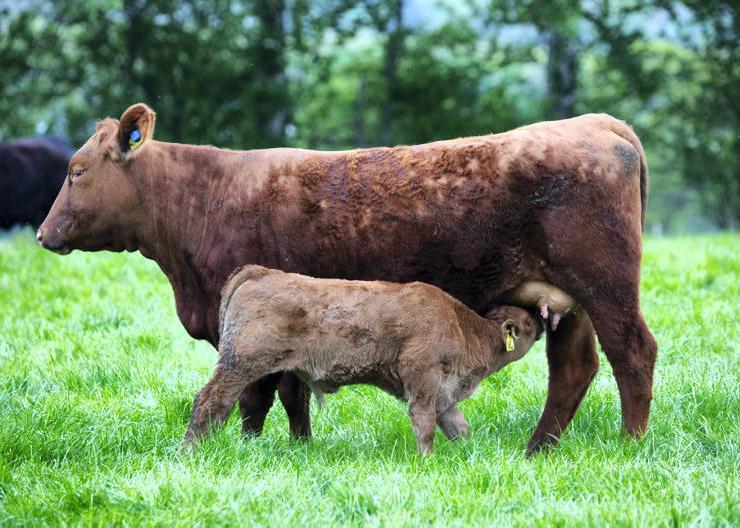 US suckler slide could underpin Irish price