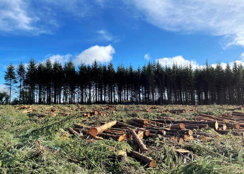 Coillte hit by €80m losses from storm Éowyn 