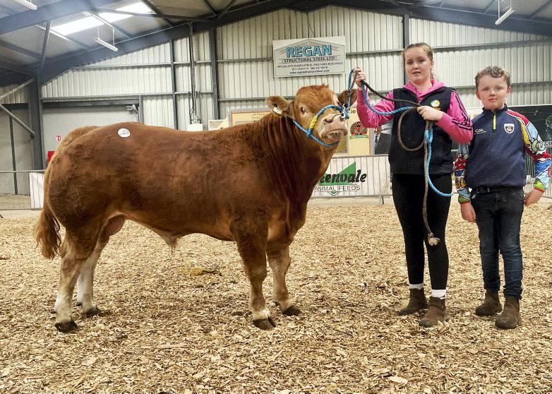 Watch: blazing trade for Limousin bulls in Carrick