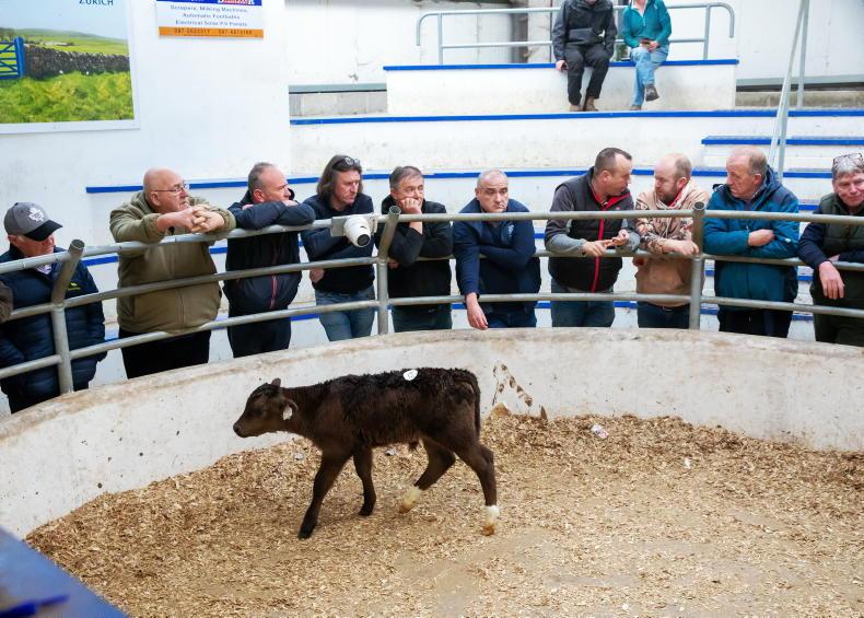 Camera at the Mart: exceptional trade for bull calves in New Ross