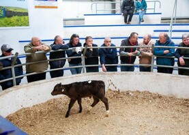 Camera at the Mart: exceptional trade for bull calves in New Ross