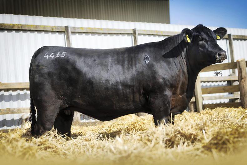Rawburn heifer smashes UK and European Angus record