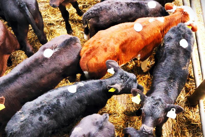 Camera at the Mart: 1,500 calves at May bank holiday sale in Bandon