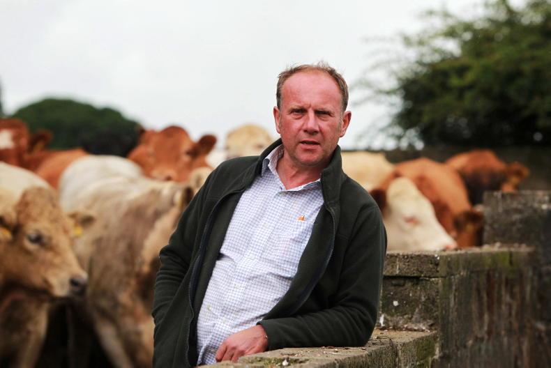 Farmer Writes: suckler farmers the backbone of the beef industry