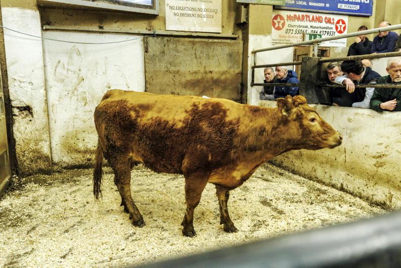 Camera at the Mart: keen demand for store bullocks and cows in Manorhamilton