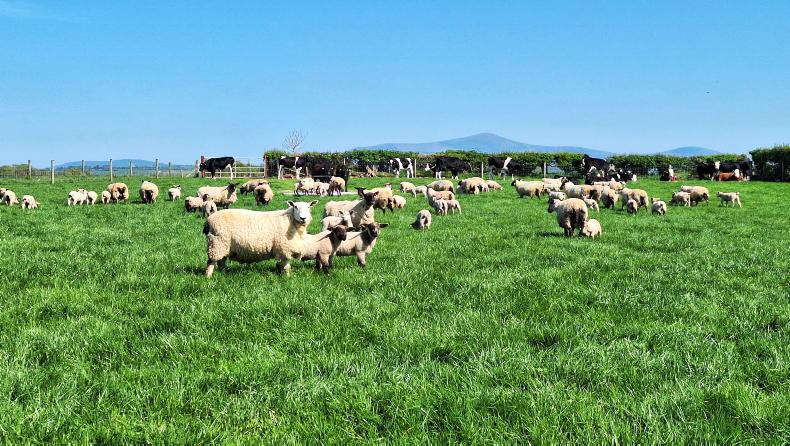 Don’t miss out on peak grass growth