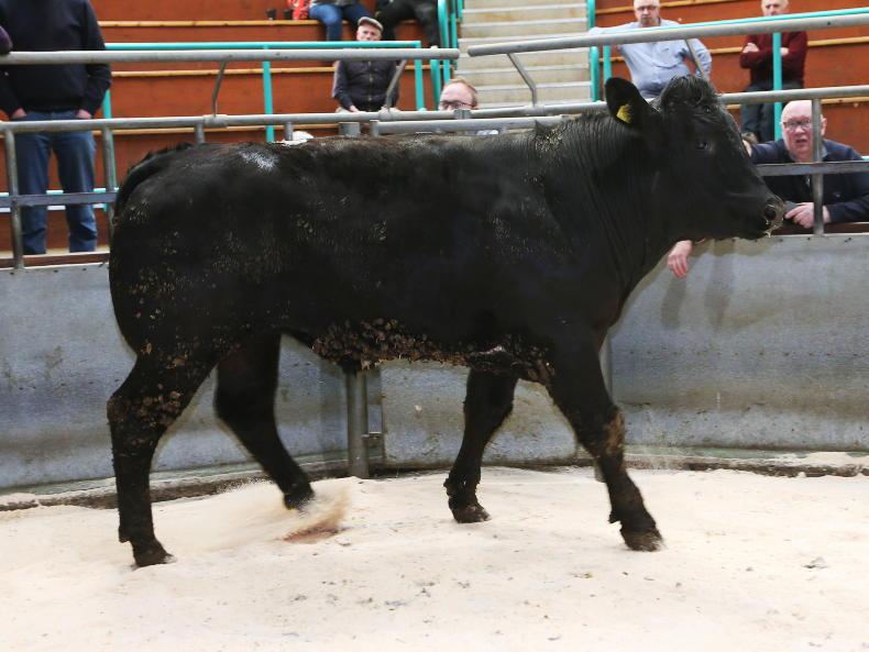 Beef prices take a hit in Ballymena