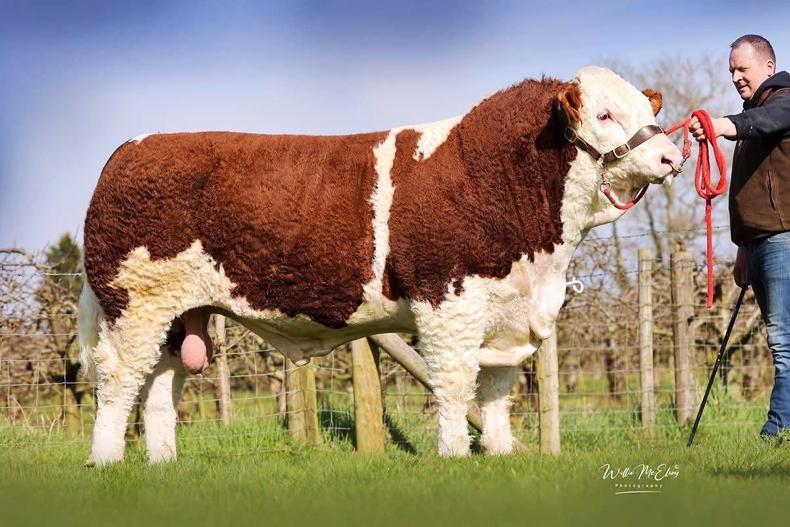 Brisk bidding for Simmental in Swatragh