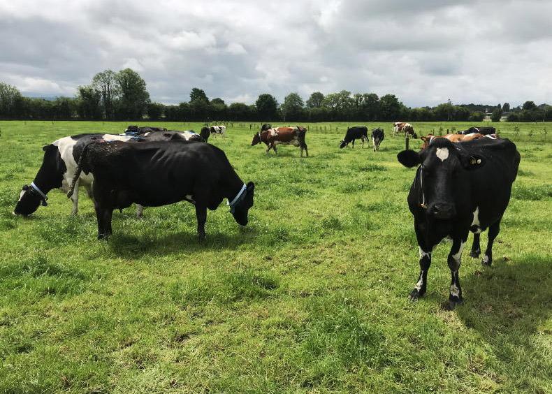 Teagasc lodges plans to develop Solohead farm
