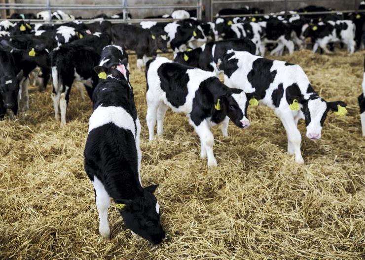 Live exports solid after slow start