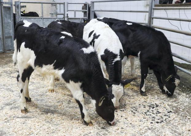 Calf exports drop 19,000 head on 2025